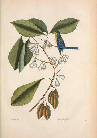 Reproducción/Reproduction 49456874976: The natural history of Carolina, Florida, and the Bahama Islands :. London :Printed for B. White,1771.. 