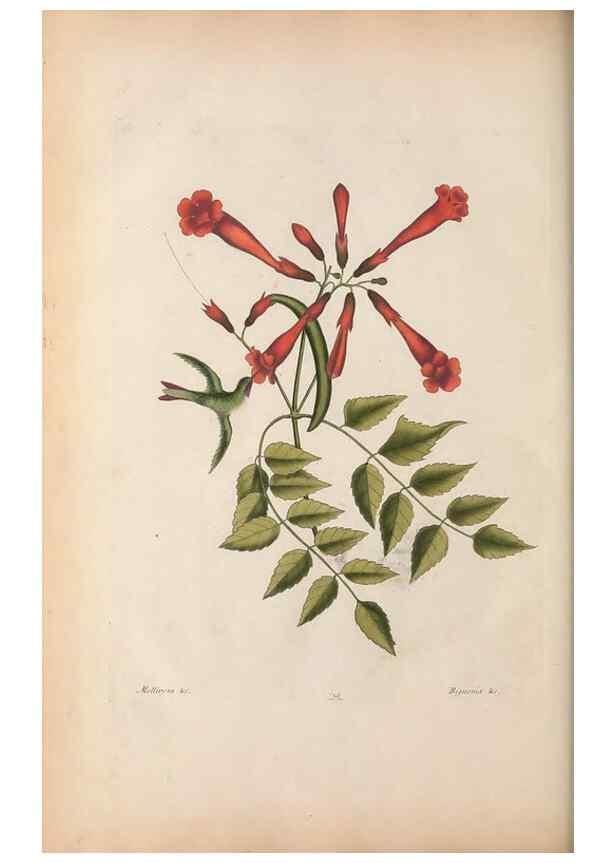 Reproducción/Reproduction 49456875351: The natural history of Carolina, Florida, and the Bahama Islands :. London :Printed for B. White,1771.. 