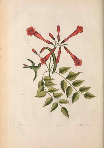 Reproducción/Reproduction 49456875351: The natural history of Carolina, Florida, and the Bahama Islands :. London :Printed for B. White,1771.. 