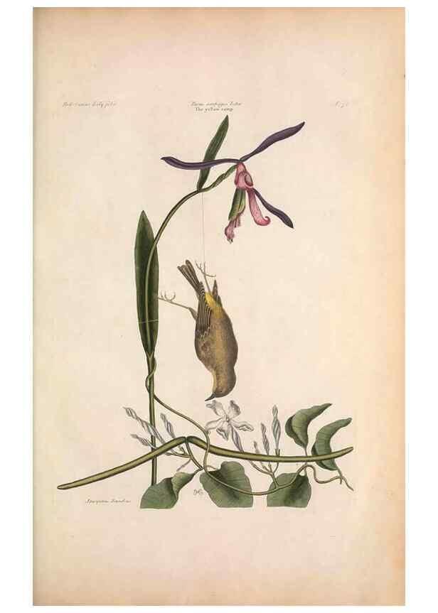 Reproducción/Reproduction 49457105122: The natural history of Carolina, Florida, and the Bahama Islands :. London :Printed for B. White,1771.. 