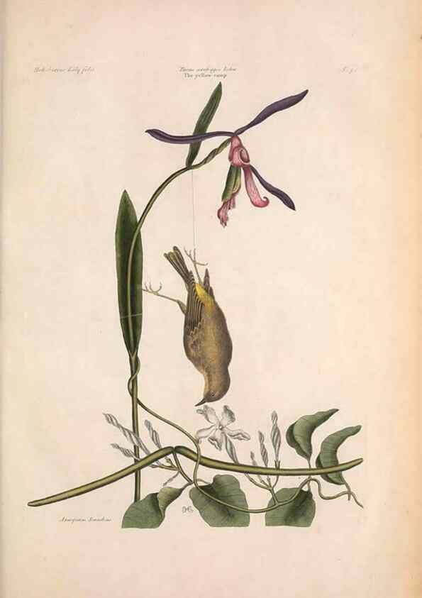 Reproducción/Reproduction 49457105122: The natural history of Carolina, Florida, and the Bahama Islands :. London :Printed for B. White,1771.. 