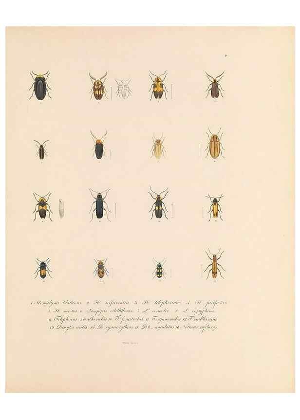 Reproducción/Reproduction 49431522392: Delectus animalium articulatorum :. Monachii :Impensis Editoris,1830-1834.. 