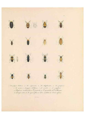 Reproducción/Reproduction 49431522392: Delectus animalium articulatorum :. Monachii :Impensis Editoris,1830-1834.. 