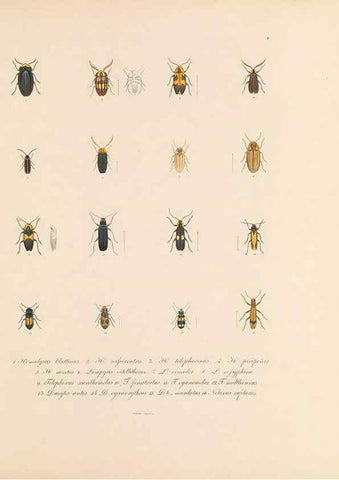 Reproducción/Reproduction 49431522392: Delectus animalium articulatorum :. Monachii :Impensis Editoris,1830-1834.. 