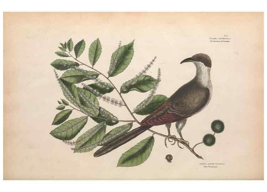 Reproducción/Reproduction 49456854611: The natural history of Carolina, Florida, and the Bahama Islands :. London :Printed for B. White,1771.. 
