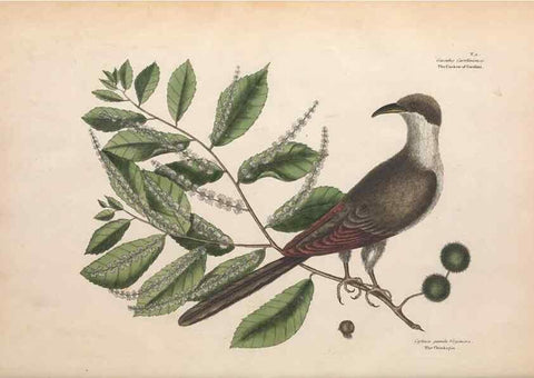 Reproducción/Reproduction 49456854611: The natural history of Carolina, Florida, and the Bahama Islands :. London :Printed for B. White,1771.. 