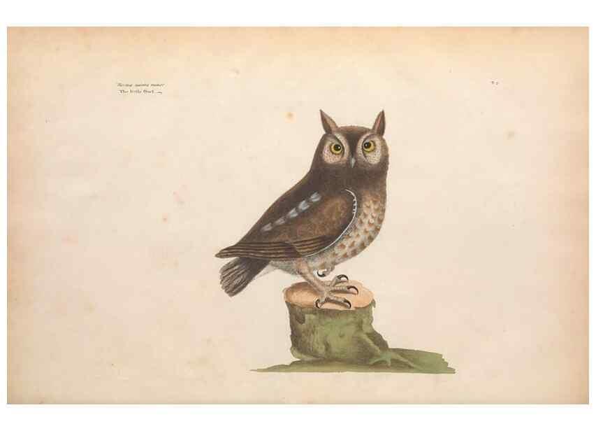 Reproducción/Reproduction 49457086552: The natural history of Carolina, Florida, and the Bahama Islands :. London :Printed for B. White,1771.. 