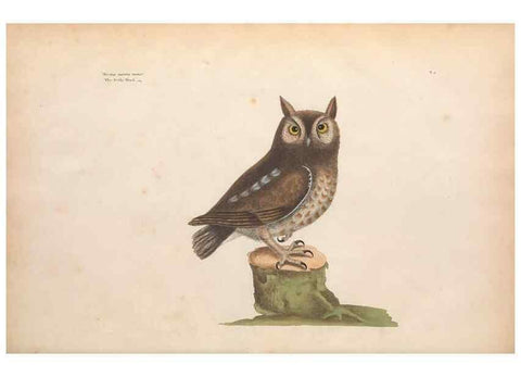 Reproducción/Reproduction 49457086552: The natural history of Carolina, Florida, and the Bahama Islands :. London :Printed for B. White,1771.. 