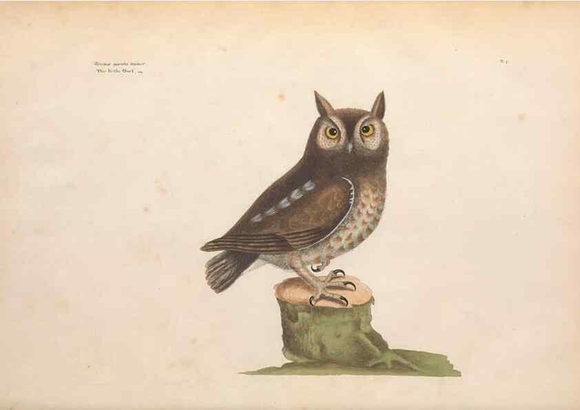 Reproducción/Reproduction 49457086552: The natural history of Carolina, Florida, and the Bahama Islands :. London :Printed for B. White,1771.. 