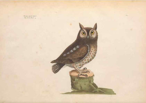 Reproducción/Reproduction 49457086552: The natural history of Carolina, Florida, and the Bahama Islands :. London :Printed for B. White,1771.. 