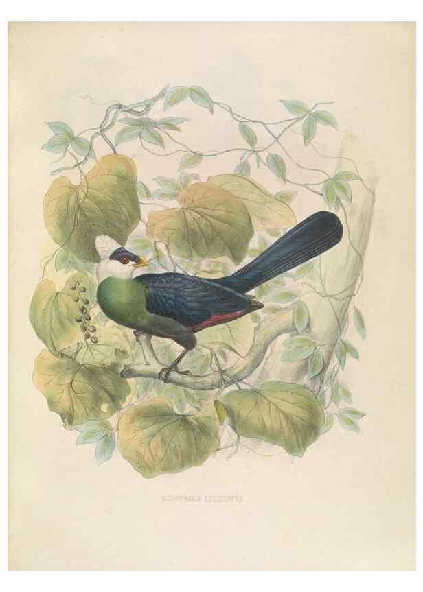 Reproducción/Reproduction 49435691061: De toerako's, afgebeeld en beschreven door H. Schlegel onder medewerking van G. F. Westerman ... Uitg. door het Koninklijk zoölogisch genootschap Natura artis magistra.. Amsterdam,1860.. 