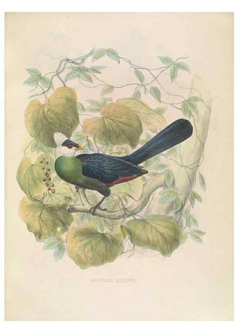 Reproducción/Reproduction 49435691061: De toerako's, afgebeeld en beschreven door H. Schlegel onder medewerking van G. F. Westerman ... Uitg. door het Koninklijk zoölogisch genootschap Natura artis magistra.. Amsterdam,1860.. 