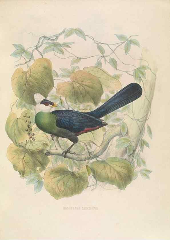 Reproducción/Reproduction 49435691061: De toerako's, afgebeeld en beschreven door H. Schlegel onder medewerking van G. F. Westerman ... Uitg. door het Koninklijk zoölogisch genootschap Natura artis magistra.. Amsterdam,1860.. 