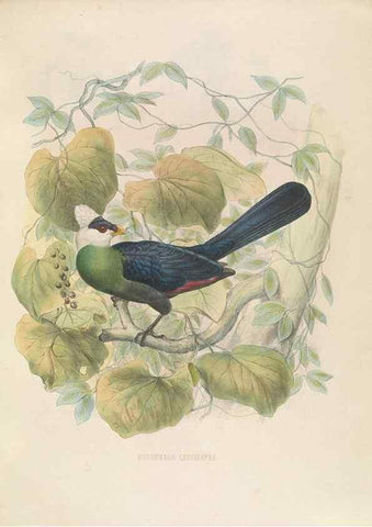 Reproducción/Reproduction 49435691061: De toerako's, afgebeeld en beschreven door H. Schlegel onder medewerking van G. F. Westerman ... Uitg. door het Koninklijk zoölogisch genootschap Natura artis magistra.. Amsterdam,1860.. 