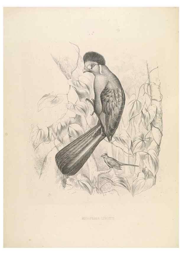 Reproducción/Reproduction 49435216888: De toerako's, afgebeeld en beschreven door H. Schlegel onder medewerking van G. F. Westerman ... Uitg. door het Koninklijk zoölogisch genootschap Natura artis magistra.. Amsterdam,1860.. 