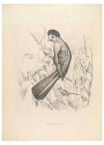 Reproducción/Reproduction 49435216888: De toerako's, afgebeeld en beschreven door H. Schlegel onder medewerking van G. F. Westerman ... Uitg. door het Koninklijk zoölogisch genootschap Natura artis magistra.. Amsterdam,1860.. 