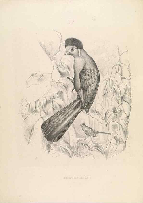 Reproducción/Reproduction 49435216888: De toerako's, afgebeeld en beschreven door H. Schlegel onder medewerking van G. F. Westerman ... Uitg. door het Koninklijk zoölogisch genootschap Natura artis magistra.. Amsterdam,1860.. 
