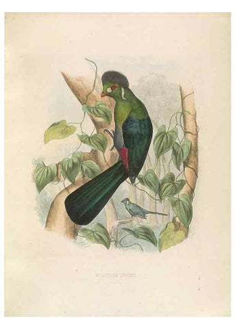 Reproducción/Reproduction 49435913857: De toerako's, afgebeeld en beschreven door H. Schlegel onder medewerking van G. F. Westerman ... Uitg. door het Koninklijk zoölogisch genootschap Natura artis magistra.. Amsterdam,1860.. 