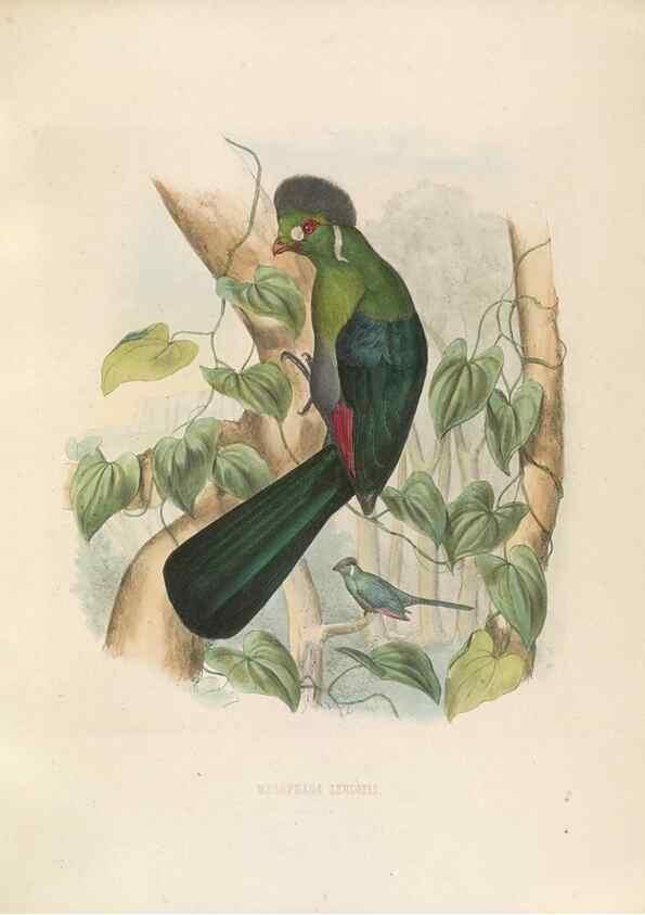 Reproducción/Reproduction 49435913857: De toerako's, afgebeeld en beschreven door H. Schlegel onder medewerking van G. F. Westerman ... Uitg. door het Koninklijk zoölogisch genootschap Natura artis magistra.. Amsterdam,1860.. 
