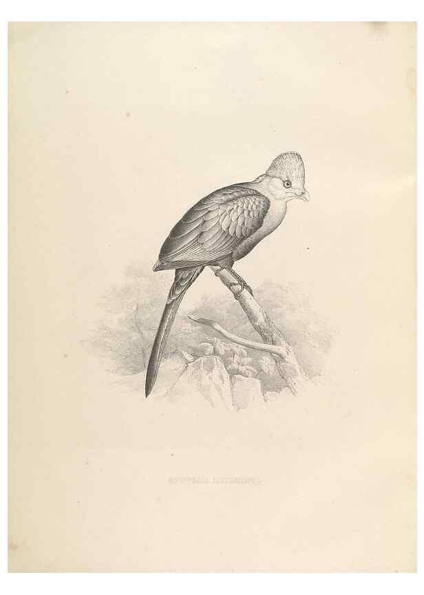 Reproducción/Reproduction 49435217423: De toerako's, afgebeeld en beschreven door H. Schlegel onder medewerking van G. F. Westerman ... Uitg. door het Koninklijk zoölogisch genootschap Natura artis magistra.. Amsterdam,1860.. 