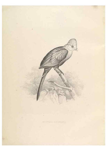 Reproducción/Reproduction 49435217423: De toerako's, afgebeeld en beschreven door H. Schlegel onder medewerking van G. F. Westerman ... Uitg. door het Koninklijk zoölogisch genootschap Natura artis magistra.. Amsterdam,1860.. 
