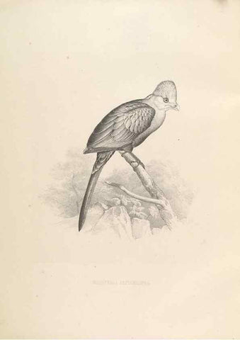 Reproducción/Reproduction 49435217423: De toerako's, afgebeeld en beschreven door H. Schlegel onder medewerking van G. F. Westerman ... Uitg. door het Koninklijk zoölogisch genootschap Natura artis magistra.. Amsterdam,1860.. 