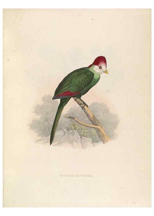 Reproducción/Reproduction 49435692136: De toerako's, afgebeeld en beschreven door H. Schlegel onder medewerking van G. F. Westerman ... Uitg. door het Koninklijk zoölogisch genootschap Natura artis magistra.. Amsterdam,1860.. 