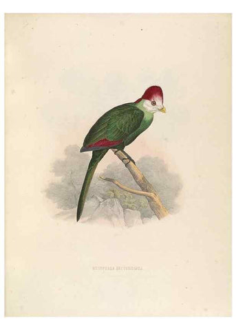 Reproducción/Reproduction 49435692136: De toerako's, afgebeeld en beschreven door H. Schlegel onder medewerking van G. F. Westerman ... Uitg. door het Koninklijk zoölogisch genootschap Natura artis magistra.. Amsterdam,1860.. 