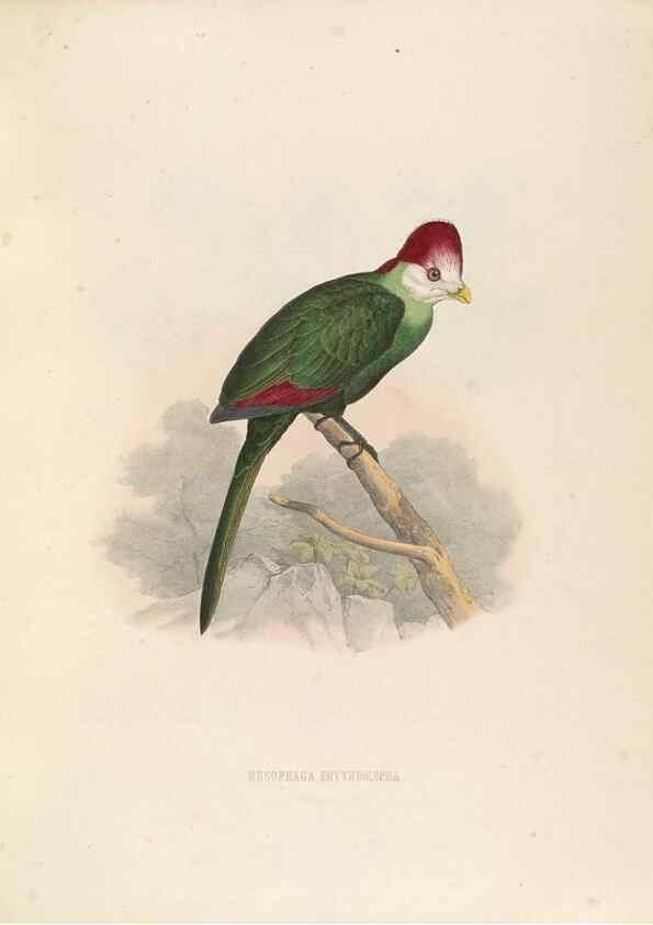 Reproducción/Reproduction 49435692136: De toerako's, afgebeeld en beschreven door H. Schlegel onder medewerking van G. F. Westerman ... Uitg. door het Koninklijk zoölogisch genootschap Natura artis magistra.. Amsterdam,1860.. 