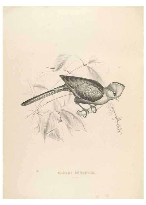 Reproducción/Reproduction 49435692576: De toerako's, afgebeeld en beschreven door H. Schlegel onder medewerking van G. F. Westerman ... Uitg. door het Koninklijk zoölogisch genootschap Natura artis magistra.. Amsterdam,1860.. 