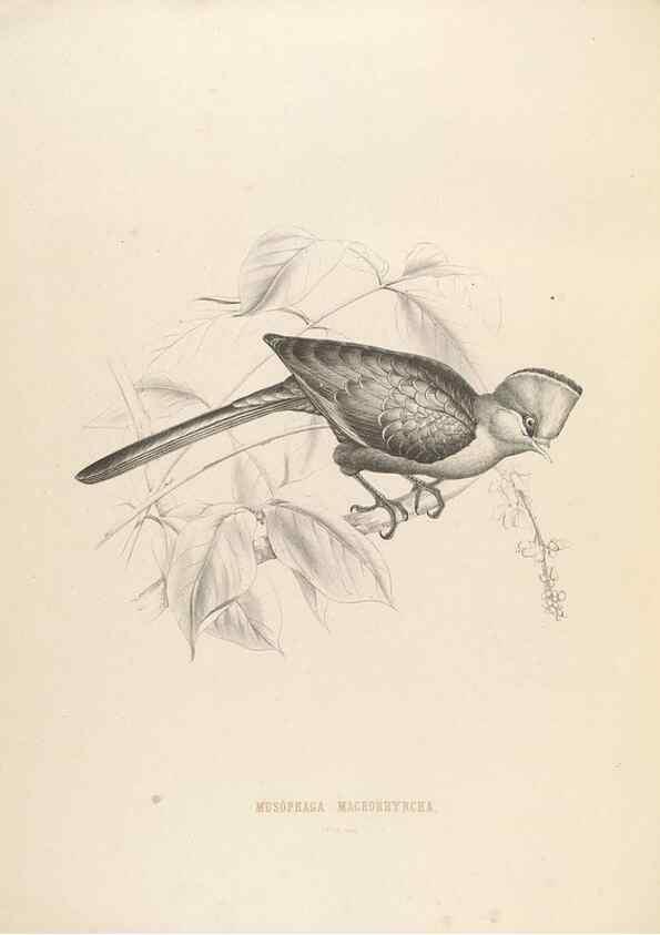 Reproducción/Reproduction 49435692576: De toerako's, afgebeeld en beschreven door H. Schlegel onder medewerking van G. F. Westerman ... Uitg. door het Koninklijk zoölogisch genootschap Natura artis magistra.. Amsterdam,1860.. 