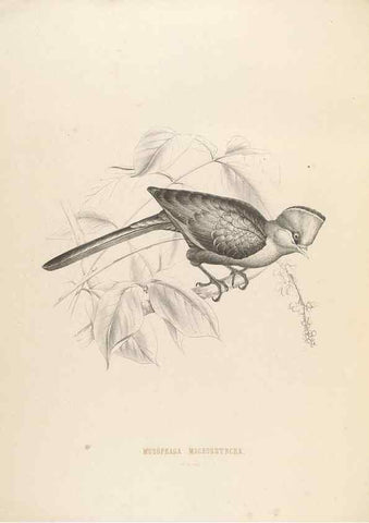 Reproducción/Reproduction 49435692576: De toerako's, afgebeeld en beschreven door H. Schlegel onder medewerking van G. F. Westerman ... Uitg. door het Koninklijk zoölogisch genootschap Natura artis magistra.. Amsterdam,1860.. 
