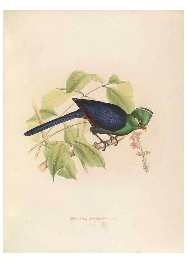 Reproducción/Reproduction 49435914947: De toerako's, afgebeeld en beschreven door H. Schlegel onder medewerking van G. F. Westerman ... Uitg. door het Koninklijk zoölogisch genootschap Natura artis magistra.. Amsterdam,1860.. 