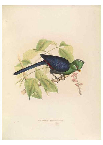 Reproducción/Reproduction 49435914947: De toerako's, afgebeeld en beschreven door H. Schlegel onder medewerking van G. F. Westerman ... Uitg. door het Koninklijk zoölogisch genootschap Natura artis magistra.. Amsterdam,1860.. 