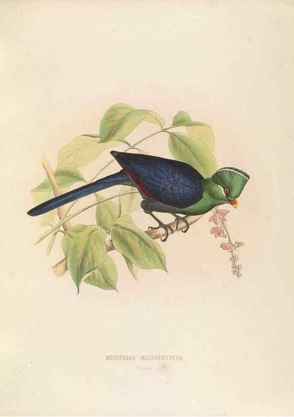 Reproducción/Reproduction 49435914947: De toerako's, afgebeeld en beschreven door H. Schlegel onder medewerking van G. F. Westerman ... Uitg. door het Koninklijk zoölogisch genootschap Natura artis magistra.. Amsterdam,1860.. 