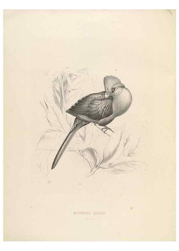 Reproducción/Reproduction 49435218558: De toerako's, afgebeeld en beschreven door H. Schlegel onder medewerking van G. F. Westerman ... Uitg. door het Koninklijk zoölogisch genootschap Natura artis magistra.. Amsterdam,1860.. 