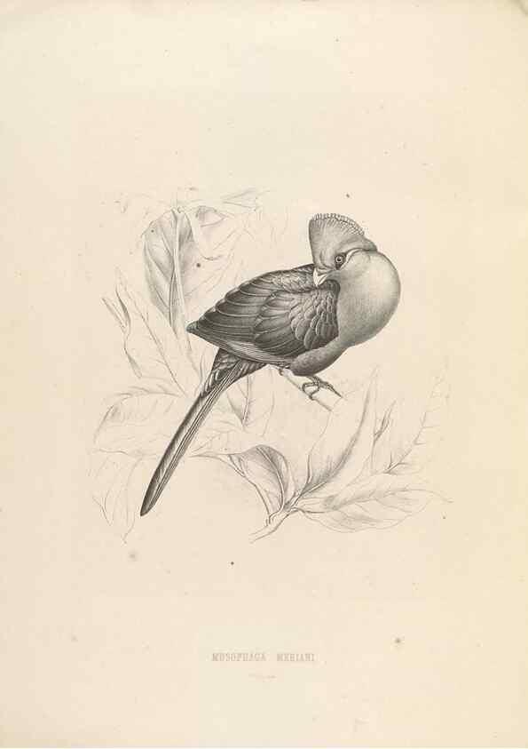 Reproducción/Reproduction 49435218558: De toerako's, afgebeeld en beschreven door H. Schlegel onder medewerking van G. F. Westerman ... Uitg. door het Koninklijk zoölogisch genootschap Natura artis magistra.. Amsterdam,1860.. 
