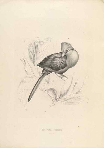Reproducción/Reproduction 49435218558: De toerako's, afgebeeld en beschreven door H. Schlegel onder medewerking van G. F. Westerman ... Uitg. door het Koninklijk zoölogisch genootschap Natura artis magistra.. Amsterdam,1860.. 