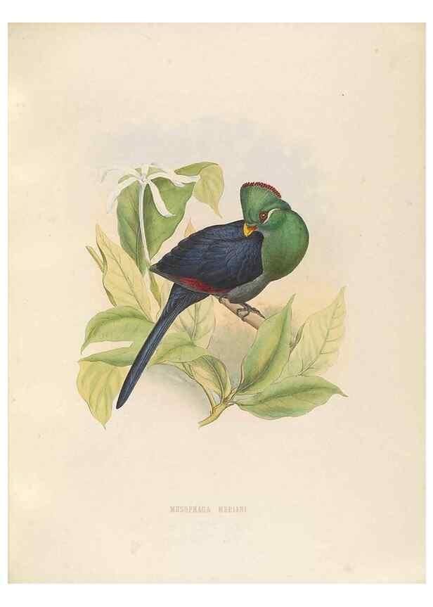 Reproducción/Reproduction 49435693411: De toerako's, afgebeeld en beschreven door H. Schlegel onder medewerking van G. F. Westerman ... Uitg. door het Koninklijk zoölogisch genootschap Natura artis magistra.. Amsterdam,1860.. 