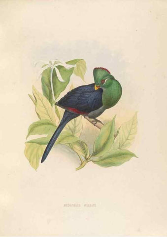 Reproducción/Reproduction 49435693411: De toerako's, afgebeeld en beschreven door H. Schlegel onder medewerking van G. F. Westerman ... Uitg. door het Koninklijk zoölogisch genootschap Natura artis magistra.. Amsterdam,1860.. 