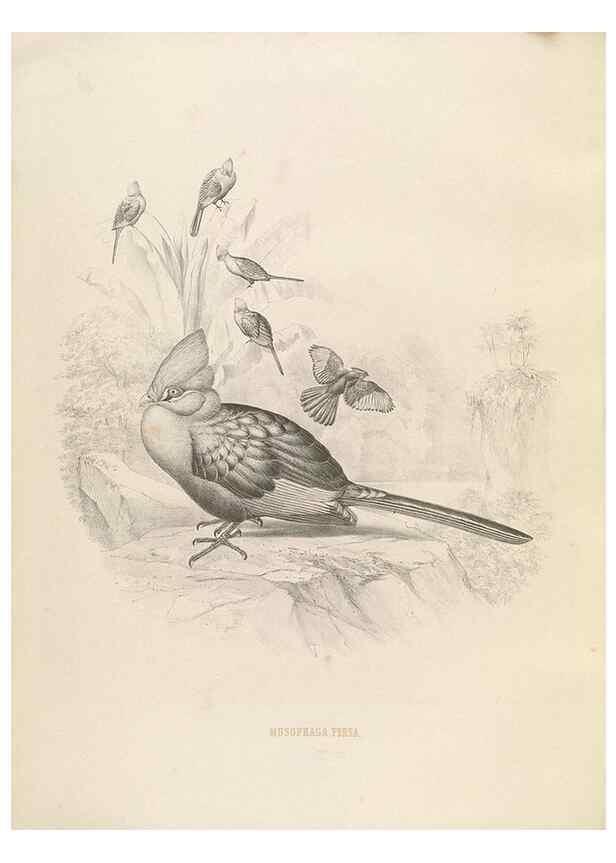 Reproducción/Reproduction 49435693726: De toerako's, afgebeeld en beschreven door H. Schlegel onder medewerking van G. F. Westerman ... Uitg. door het Koninklijk zoölogisch genootschap Natura artis magistra.. Amsterdam,1860.. 
