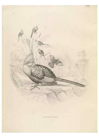 Reproducción/Reproduction 49435693726: De toerako's, afgebeeld en beschreven door H. Schlegel onder medewerking van G. F. Westerman ... Uitg. door het Koninklijk zoölogisch genootschap Natura artis magistra.. Amsterdam,1860.. 