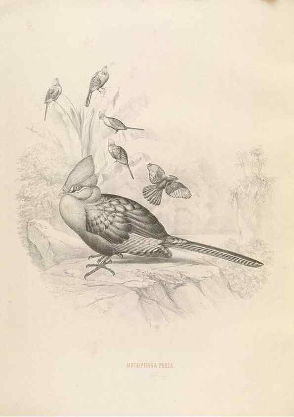 Reproducción/Reproduction 49435693726: De toerako's, afgebeeld en beschreven door H. Schlegel onder medewerking van G. F. Westerman ... Uitg. door het Koninklijk zoölogisch genootschap Natura artis magistra.. Amsterdam,1860.. 