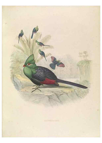 Reproducción/Reproduction 49435219423: De toerako's, afgebeeld en beschreven door H. Schlegel onder medewerking van G. F. Westerman ... Uitg. door het Koninklijk zoölogisch genootschap Natura artis magistra.. Amsterdam,1860.. 