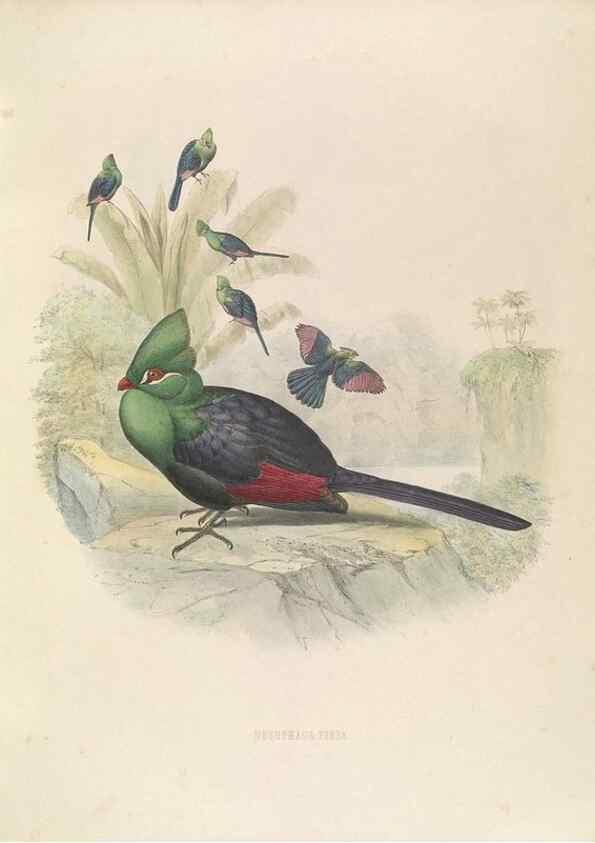 Reproducción/Reproduction 49435219423: De toerako's, afgebeeld en beschreven door H. Schlegel onder medewerking van G. F. Westerman ... Uitg. door het Koninklijk zoölogisch genootschap Natura artis magistra.. Amsterdam,1860.. 