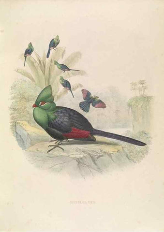 Reproducción/Reproduction 49435219423: De toerako's, afgebeeld en beschreven door H. Schlegel onder medewerking van G. F. Westerman ... Uitg. door het Koninklijk zoölogisch genootschap Natura artis magistra.. Amsterdam,1860.. 