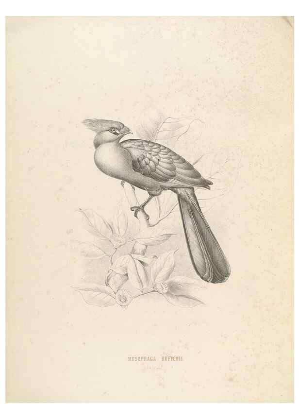 Reproducción/Reproduction 49435916212: De toerako's, afgebeeld en beschreven door H. Schlegel onder medewerking van G. F. Westerman ... Uitg. door het Koninklijk zoölogisch genootschap Natura artis magistra.. Amsterdam,1860.. 