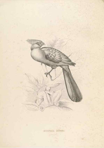 Reproducción/Reproduction 49435916212: De toerako's, afgebeeld en beschreven door H. Schlegel onder medewerking van G. F. Westerman ... Uitg. door het Koninklijk zoölogisch genootschap Natura artis magistra.. Amsterdam,1860.. 
