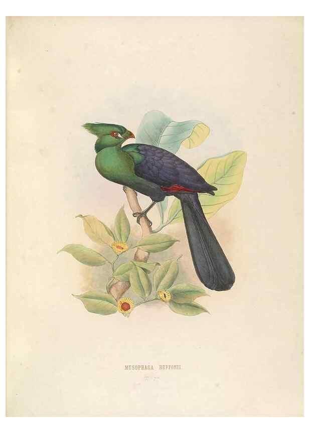 Reproducción/Reproduction 49435916467: De toerako's, afgebeeld en beschreven door H. Schlegel onder medewerking van G. F. Westerman ... Uitg. door het Koninklijk zoölogisch genootschap Natura artis magistra.. Amsterdam,1860.. 