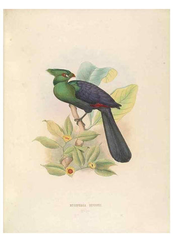 Reproducción/Reproduction 49435916467: De toerako's, afgebeeld en beschreven door H. Schlegel onder medewerking van G. F. Westerman ... Uitg. door het Koninklijk zoölogisch genootschap Natura artis magistra.. Amsterdam,1860.. 